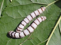 Gusanos de Seda normales, ancestrales.