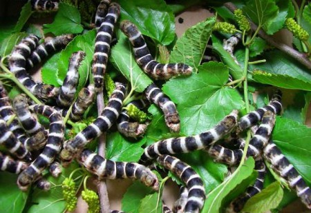 Gusanos de Seda Egipcios (E-30)