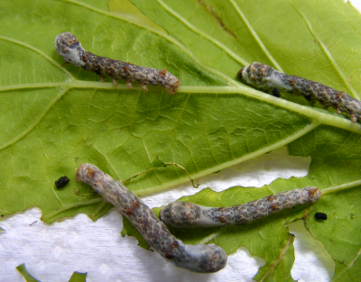Gusanos de Seda Sierra Morena.